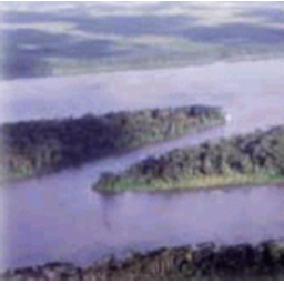 Amazonie